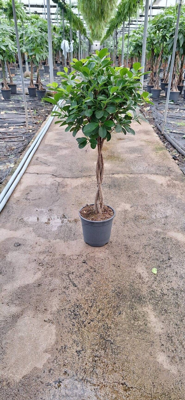 Ficus Moclame Trenzado p.22