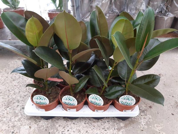 Ficus Robusta p.14