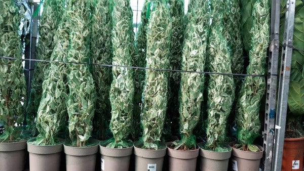 Ficus Twilight 90 cm