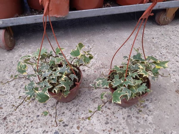 Hedera Colgar t.15