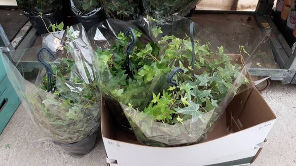Hedera Colgar t.19