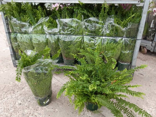 Helecho Cordata Colgar t.15