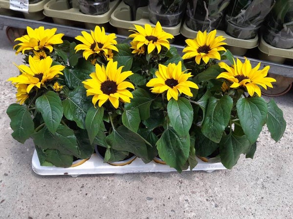 Helianthus Sunsation p.13
