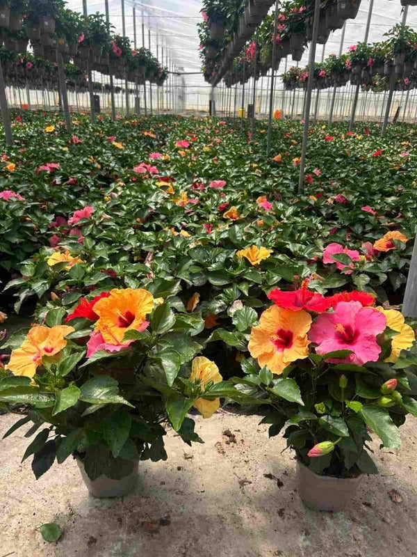 Hibiscus Tricolor p.19
