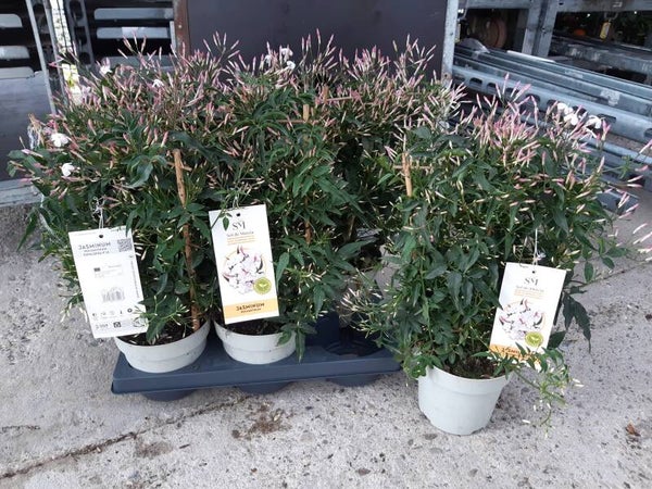 Jazmin Polyanthus Espadera p.14