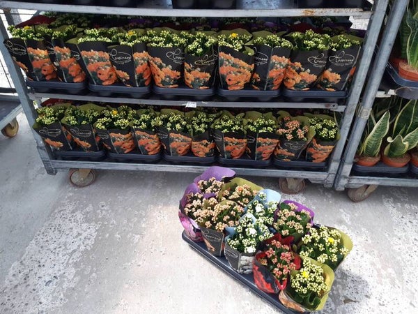 Kalanchoe Calandiva Flor Doble p.12