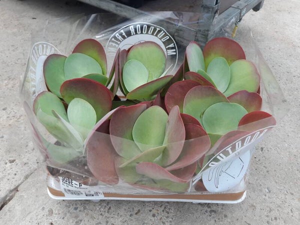 Kalanchoe Thyrsiflora p.13