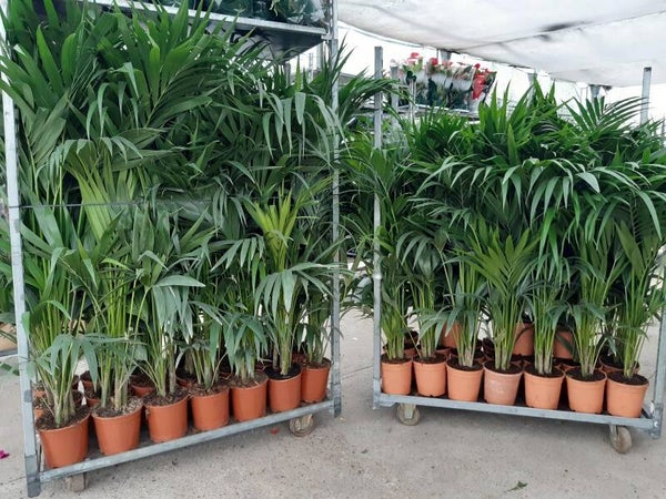 Kentia Foster 180 cm