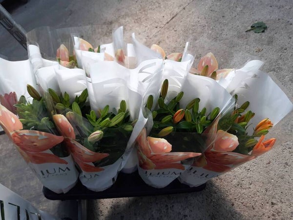 Lilium Asiatico p.13