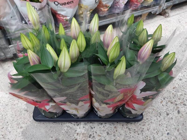 Lilium Oriental p.13