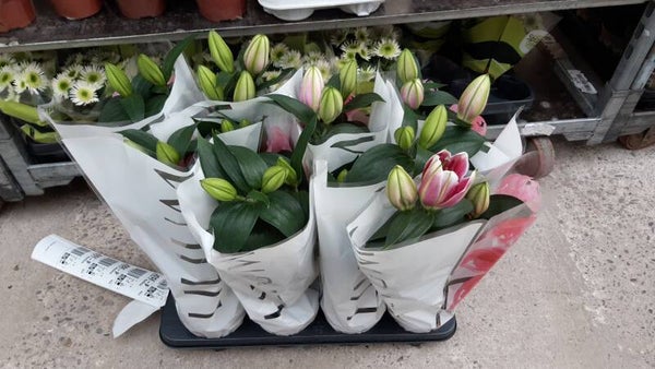 Lilium Oriental p.13