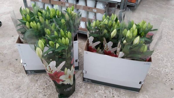 Lilium Oriental p.19