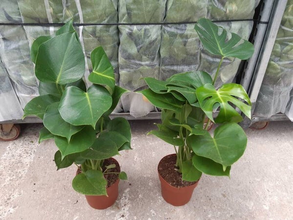Monstera Deliciosa p.17
