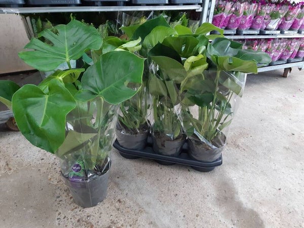 Monstera Deliciosa p.19