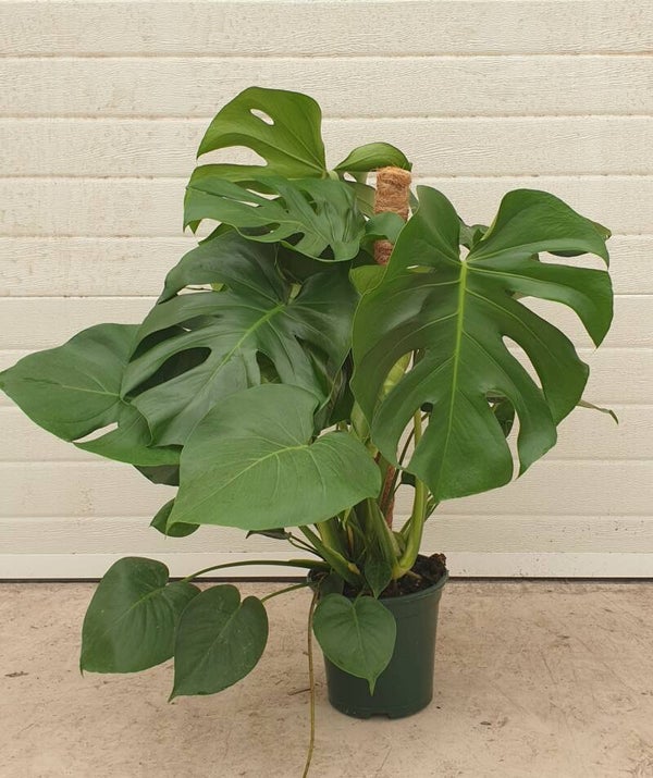 Monstera Tutor 80 cm p.20