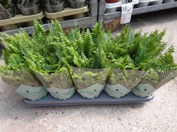 Nephrolepis Boston p.12