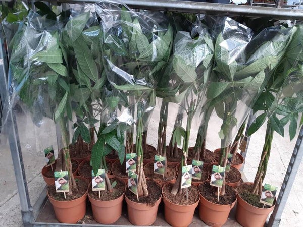 Pachira Aquatica p.21