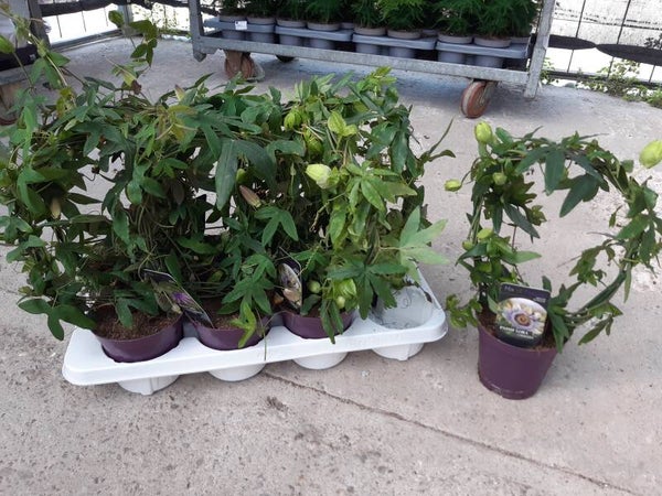 Passiflora Mix p.13