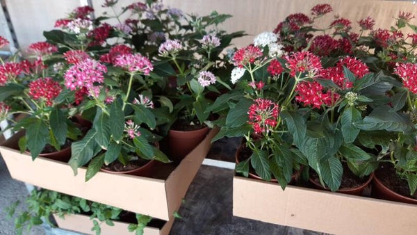 Pentas p.14