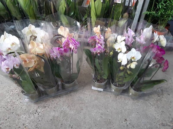 Phalaenopsis Cascade 2 Tallos p.12