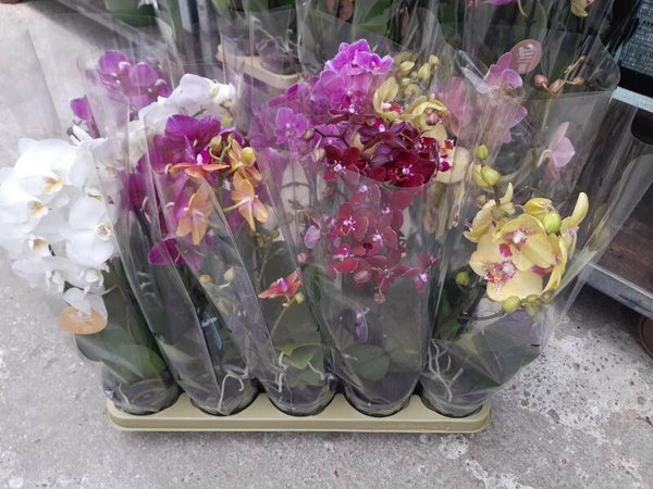 Phalaenopsis MiniFlor 2 tallos