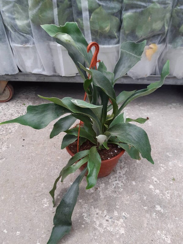 Platycerium Colgar t.20