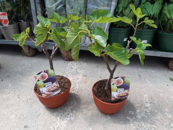 Pre-Bonsai Higuera p.20