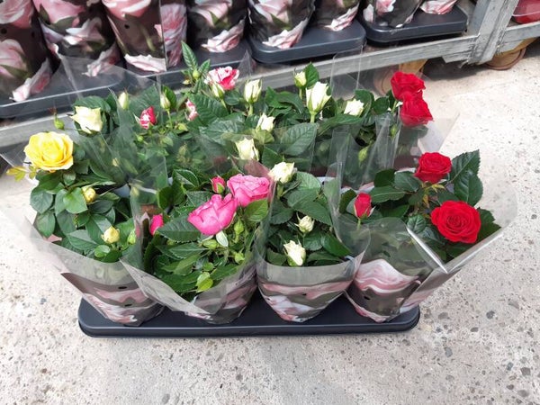 Rosa Mix p.13