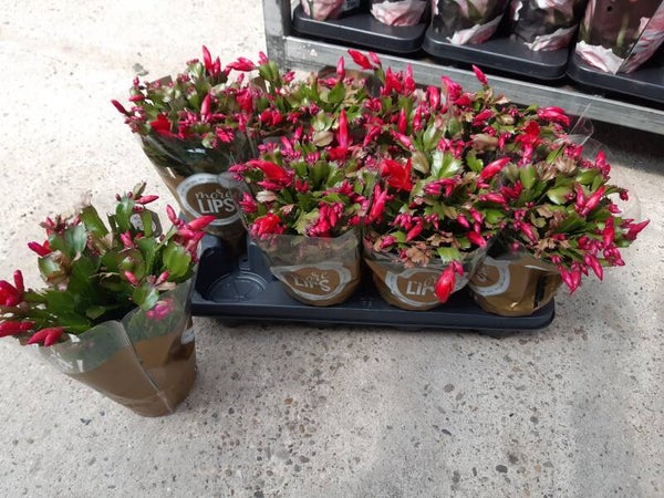 Schlumbergera p.13