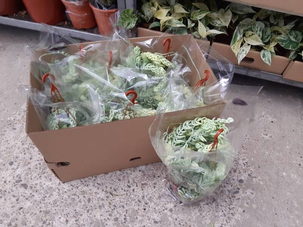 Sedum Burrito Colgar t.15