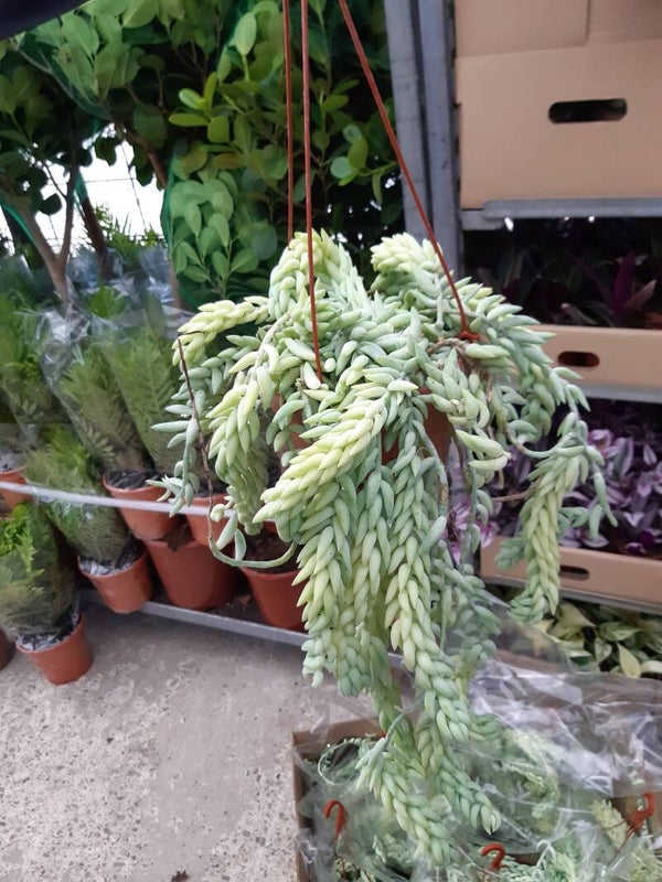 Sedum Burrito Colgar t.15