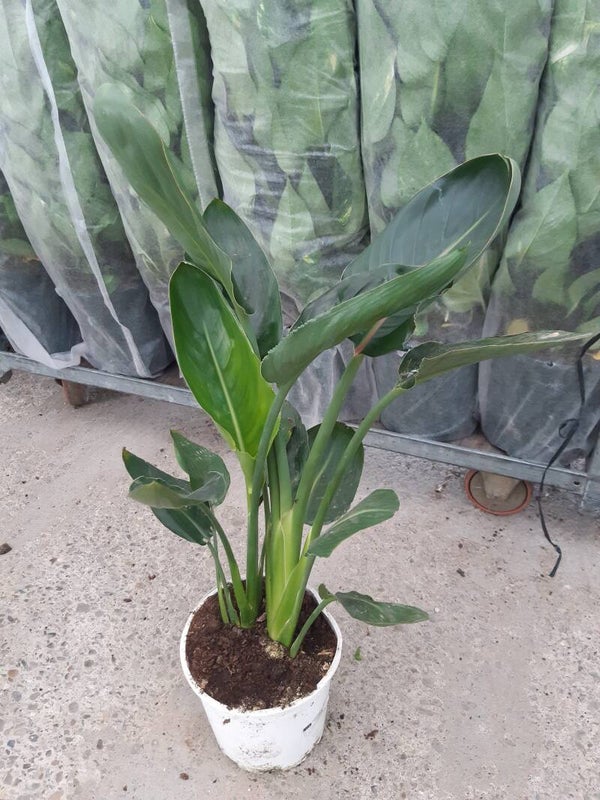 Sterlitzia Regina 2 plantas