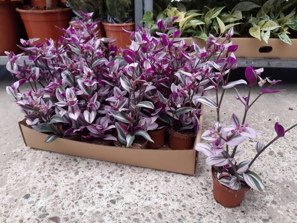 Tradescantia Nanouk p.10