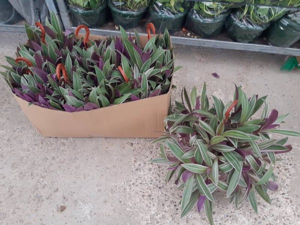 Tradescantia Rosa Colgar t.15