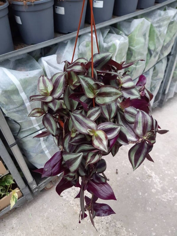Tradescantia Zebrina Colgar t.15