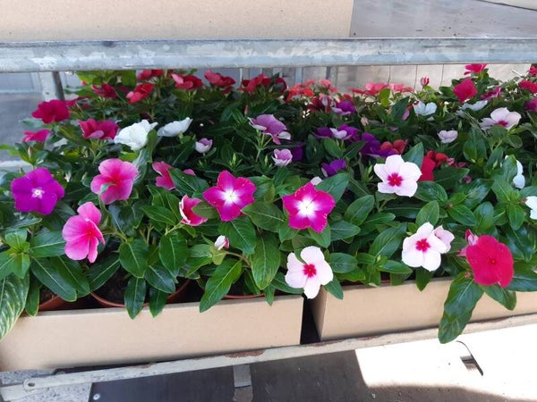 Vincas p.14