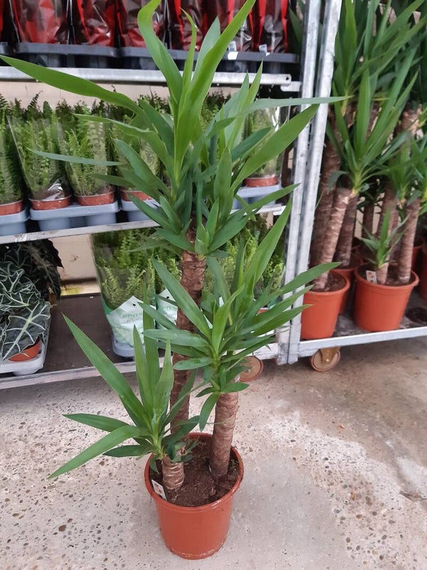 Yucca Elephantipes 75-45-20