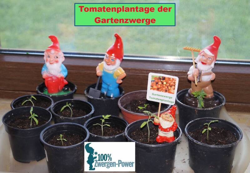 Gartenzwerge_Tomatenplantage.jpg