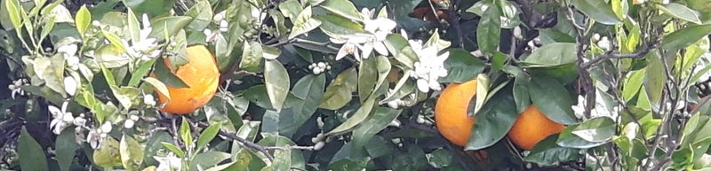 Zicht op Monte Gordo