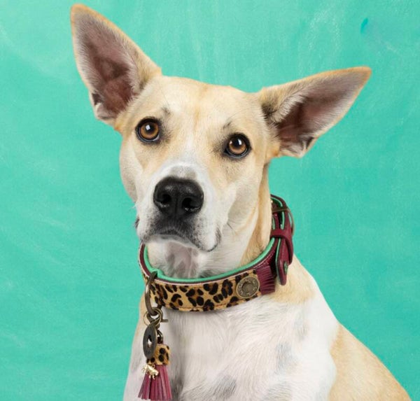 DWAM Lou Lou hondenhalsband