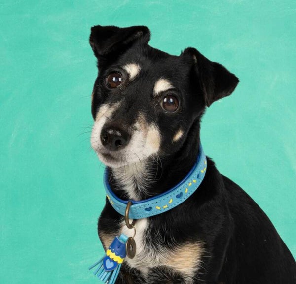 DWAM Sky hondenhalsband