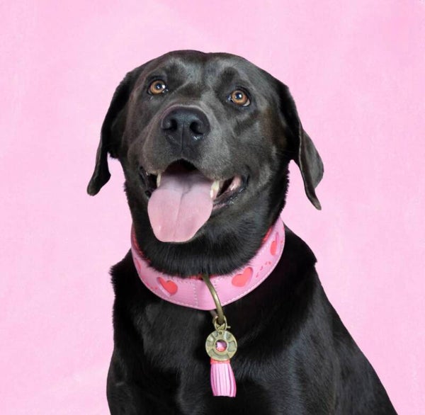 DWAM Sweetie halsband