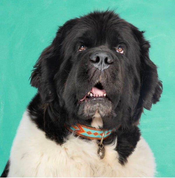 DWAM Beads Paddy Lee (sale) hondenhalsband