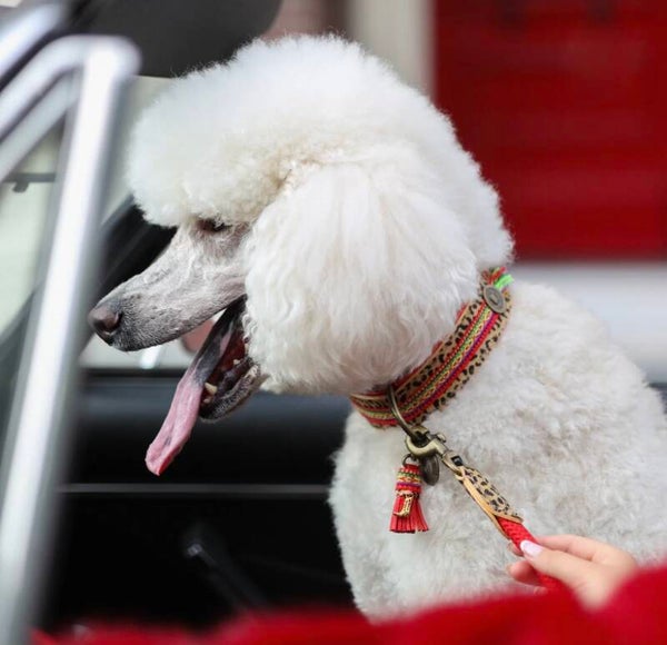 DWAM Gypsy hondenhalsband