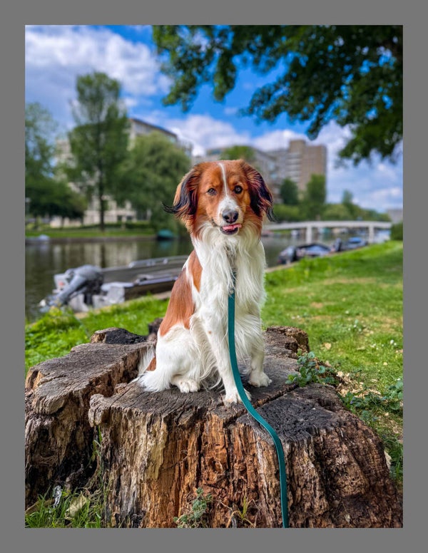Biothane lijn vast handvat, 1 kleur