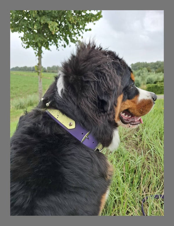 Biothane SPLASH accent halsband luxe