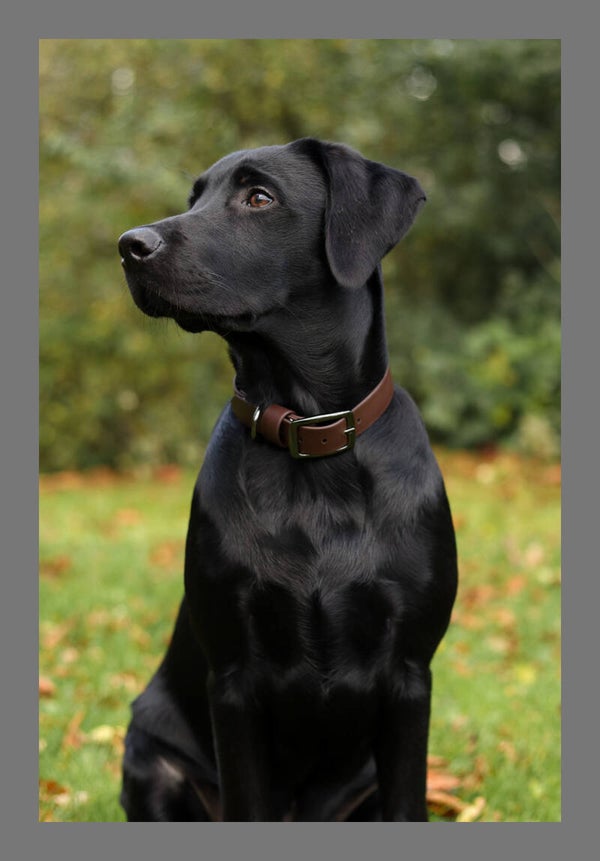 Biothane halsband standaard