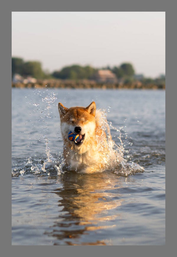 Chuckit Ultra squaker