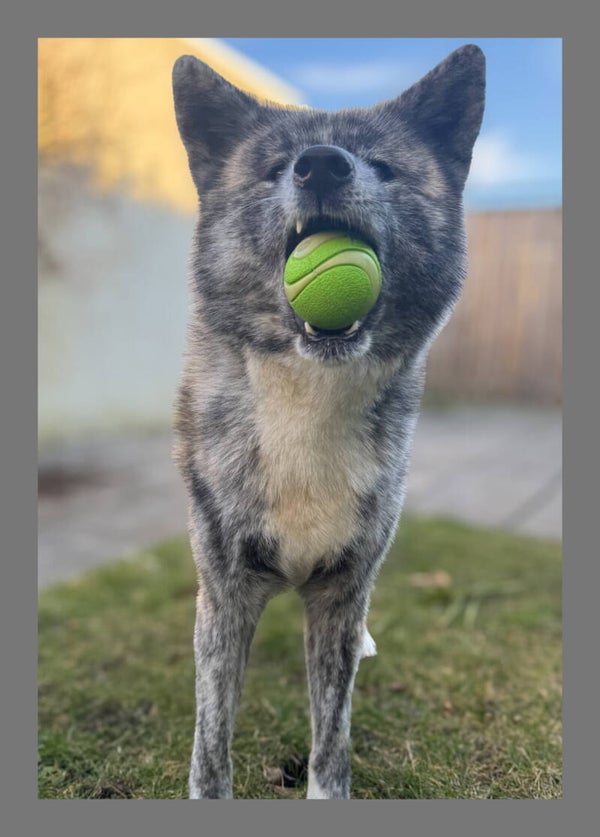 Chuckit Ultra “glow in the dark”