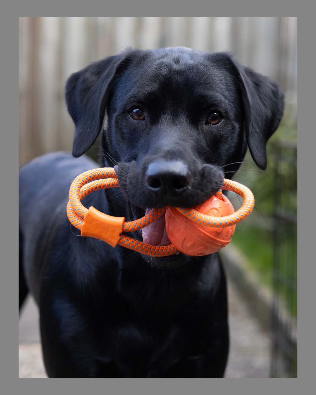 Dog Comets Vortex loop